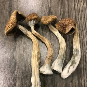 Buy African Transkei Mushrooms Online UK