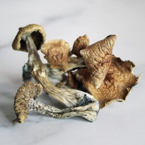 Buy Golden Teacher Magic Mushroom online London UK