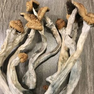 Buy Hillybilly Cubensis Mushrooms UK