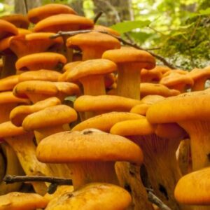 Buy Jack-O Lantern Mushrooms online London UK