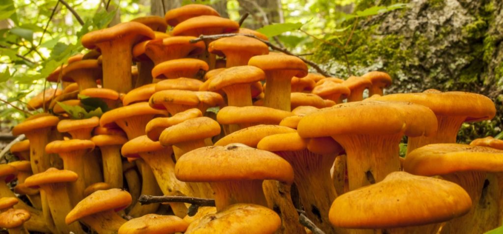 Buy Jack-O Lantern Mushrooms online Lond